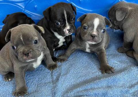 2 male Frenchton puppies for sale