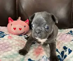 2 male Frenchton puppies for sale - 2
