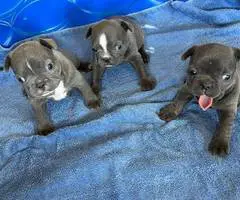 2 male Frenchton puppies for sale - 4