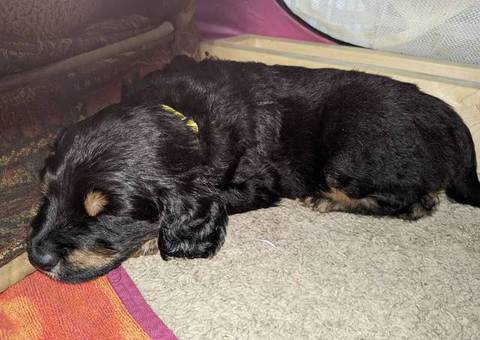Vaccinated Goldendoodle puppies for sale