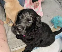 Vaccinated Goldendoodle puppies for sale - 7