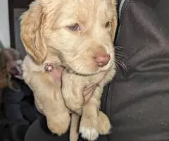 Vaccinated Goldendoodle puppies for sale - 8