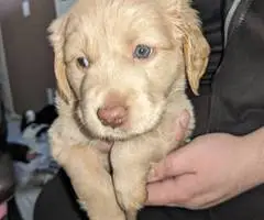 Vaccinated Goldendoodle puppies for sale - 9