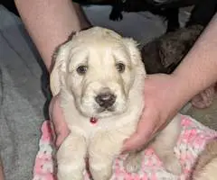 Vaccinated Goldendoodle puppies for sale - 10