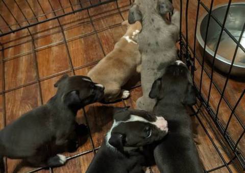 6 fullblooded pitbull puppies