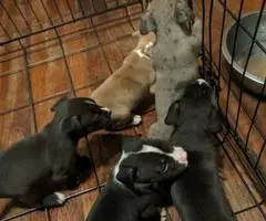 6 fullblooded pitbull puppies - 1
