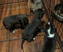 6 fullblooded pitbull puppies - 2