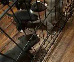 6 fullblooded pitbull puppies - 3