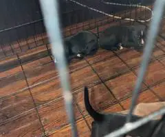 6 fullblooded pitbull puppies - 4
