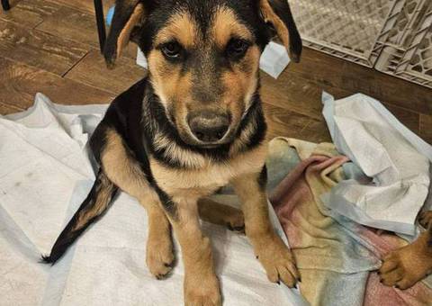 Male Shepweiler puppy