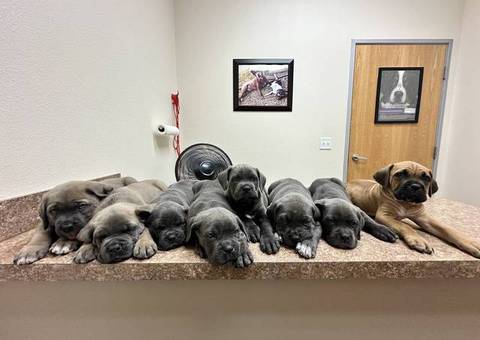 5 AKC Cane Corso puppies for sale