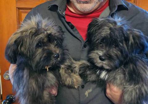 2 Shih Tzu Puppies left