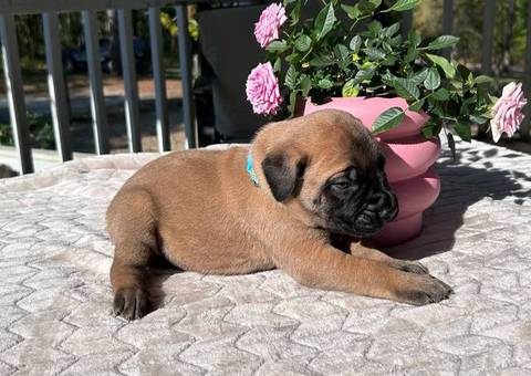 9 AKC English Mastiff puppies for sale