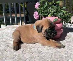 9 AKC English Mastiff puppies for sale