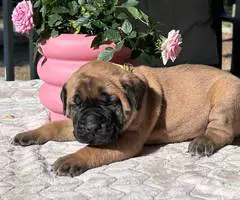 9 AKC English Mastiff puppies for sale - 5
