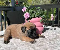 9 AKC English Mastiff puppies for sale - 8