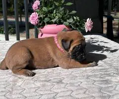 9 AKC English Mastiff puppies for sale - 9