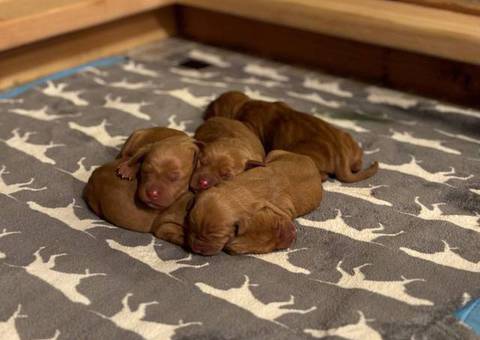 5 AKC Vizsla puppies for sale