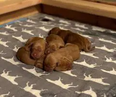 5 AKC Vizsla puppies for sale - 1