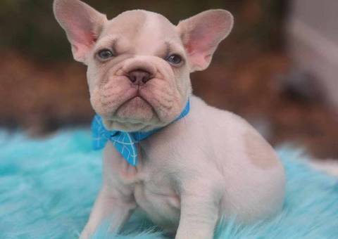 2 beautiful lilac French Bulldog puppies for sale