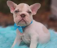 2 beautiful lilac French Bulldog puppies for sale - 1