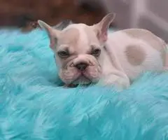 2 beautiful lilac French Bulldog puppies for sale - 2