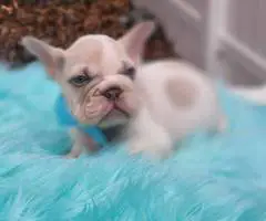 2 beautiful lilac French Bulldog puppies for sale - 3