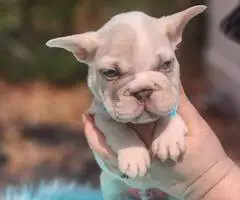 2 beautiful lilac French Bulldog puppies for sale - 4