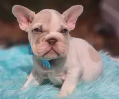 2 beautiful lilac French Bulldog puppies for sale - 5