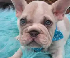 2 beautiful lilac French Bulldog puppies for sale - 6