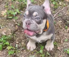2 beautiful lilac French Bulldog puppies for sale - 7
