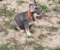 2 beautiful lilac French Bulldog puppies for sale - 9