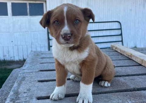 Male Aussie puppy last one