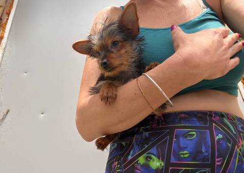 Sweet purebred Yorkshire Terrier for sale