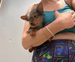 Sweet purebred Yorkshire Terrier for sale - 1