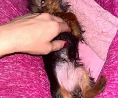 Sweet purebred Yorkshire Terrier for sale - 2