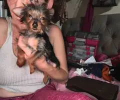 Sweet purebred Yorkshire Terrier for sale - 3