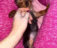 Sweet purebred Yorkshire Terrier for sale - 4