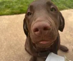 Young Chocolate Lab puppy