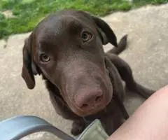 Young Chocolate Lab puppy - 2