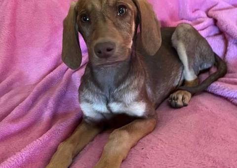 2 Labmaraner puppies looking for home