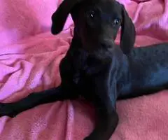 2 Labmaraner puppies looking for home - 6