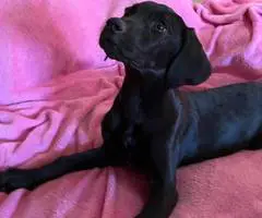 2 Labmaraner puppies looking for home - 7