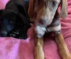 2 Labmaraner puppies looking for home - 8