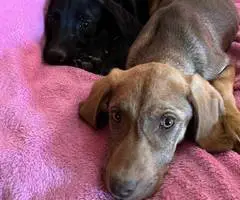 2 Labmaraner puppies looking for home - 9