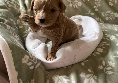 2 Yorkie poodle cross puppies for sale