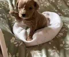 2 Yorkie poodle cross puppies for sale