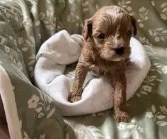 2 Yorkie poodle cross puppies for sale - 2
