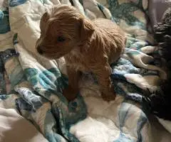 2 Yorkie poodle cross puppies for sale - 4