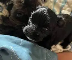 2 Yorkie poodle cross puppies for sale - 5